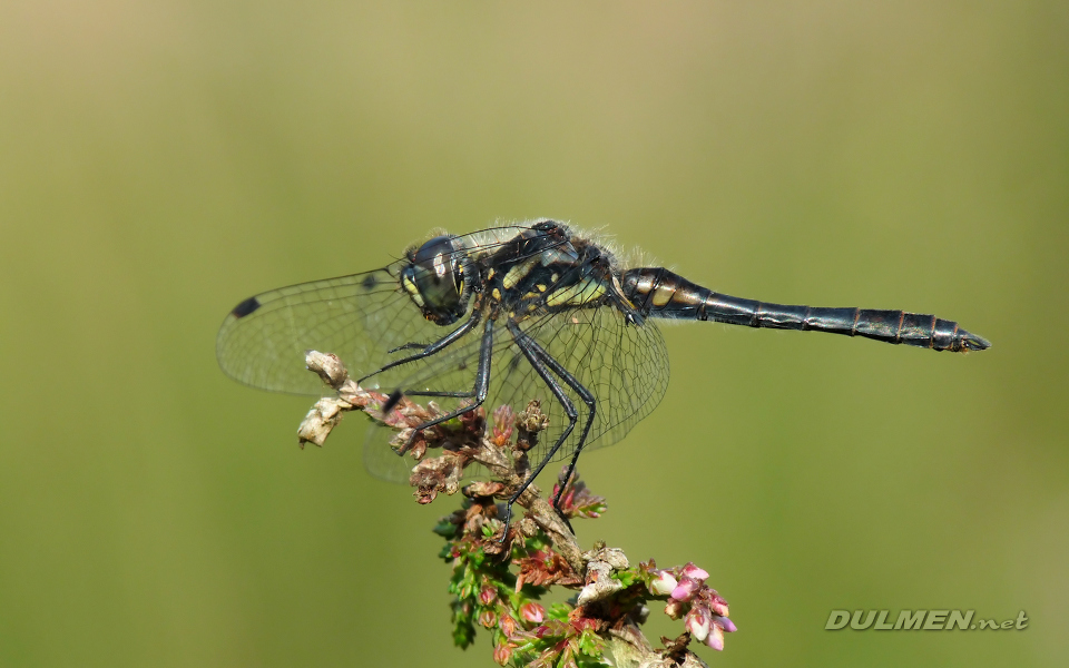 Black Darter (Male, Sympetrum danae)